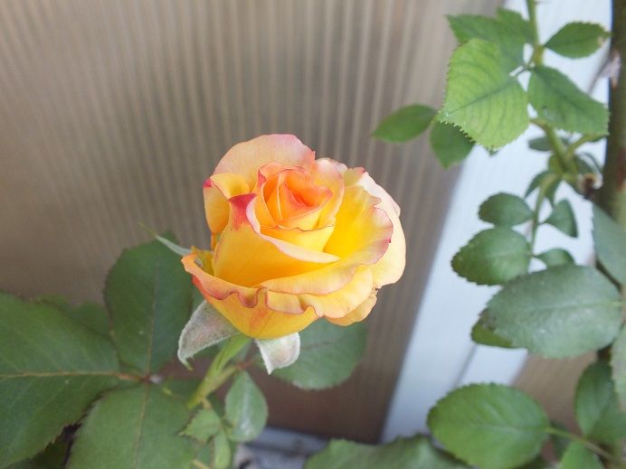  photo freddiemercury_zps33c98a55.jpg